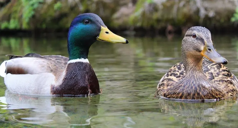 nombres para patos